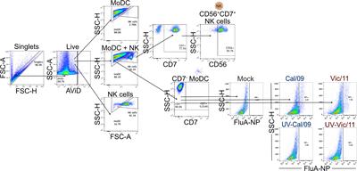 Dendritic cell-natural killer cell cross-talk modulates T cell activation in response to influenza A viral infection